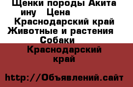 Щенки породы Акита-ину › Цена ­ 35 000 - Краснодарский край Животные и растения » Собаки   . Краснодарский край